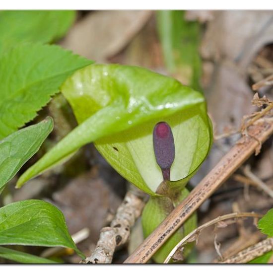 Gefleckter Aronstab: Pflanze im Habitat Wald in der NatureSpots App