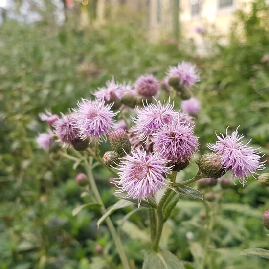 Nickende Distel: Pflanze in der Natur in der NatureSpots App