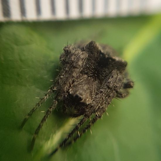 Araneae: Animal in habitat Park in the NatureSpots App