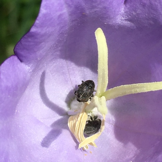 Ceutorhynchinae: Tier im Habitat Garten in der NatureSpots App