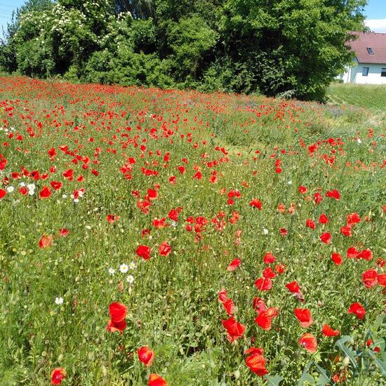 Landschaft: Landwirtschaft im Habitat Landwirtschaftliche Wiese in der NatureSpots App