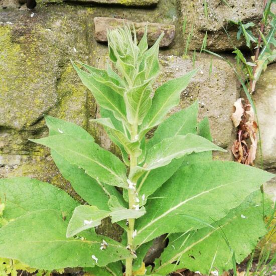 Großblütige Königskerze: Pflanze im Habitat Strasse/Verkehr in der NatureSpots App