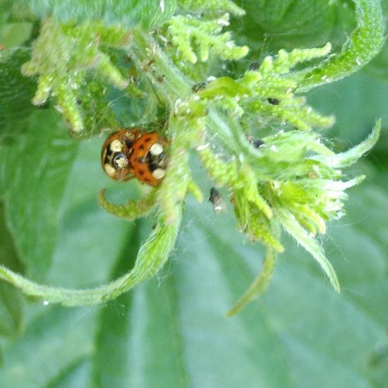 Vierundzwanzigpunkt-Marienkäfer: Tier im Habitat Hecke/Blumenbeet in der NatureSpots App