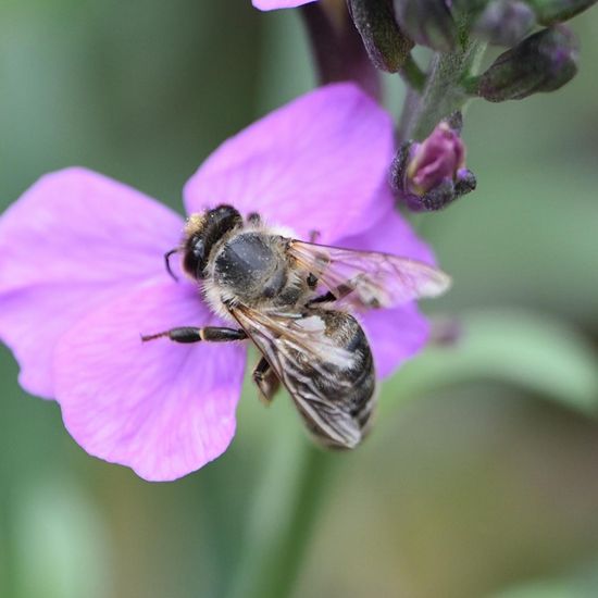 Westliche Honigbiene: Tier im Habitat Garten in der NatureSpots App