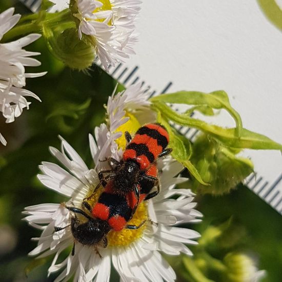 Gemeiner Bienenkäfer: Tier im Habitat Brache in der NatureSpots App