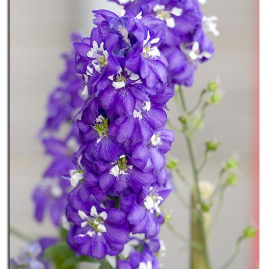 Delphinium variegatum subsp. variegatum: Plant in habitat Garden in the NatureSpots App