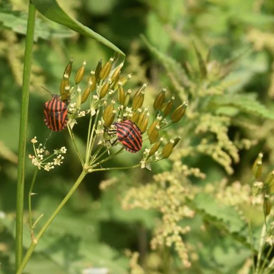 Graphosoma italicum: Animal in habitat Road or Transportation in the NatureSpots App