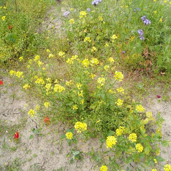 Weißer Senf: Pflanze im Habitat Landwirtschaftliche Wiese in der NatureSpots App