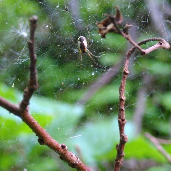 Neriene peltata: Tier im Habitat Wald der gemäßigten Breiten in der NatureSpots App