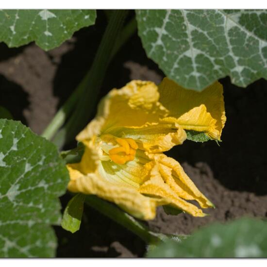 Cucurbita moschata: Plant in habitat Garden agriculture in the NatureSpots App