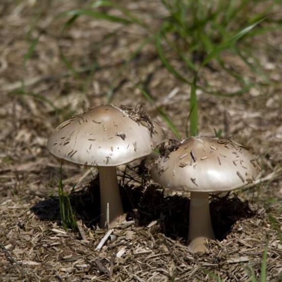 Volvariella gloiocephala: Mushroom in habitat Agricultural meadow in the NatureSpots App