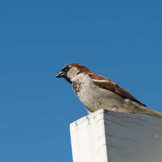 House Sparrow: Animal in habitat Garden in the NatureSpots App