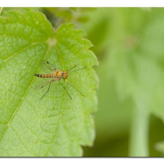 Chrysopilus asiliformis: Animal in habitat Garden agriculture in the NatureSpots App