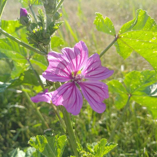 Wilde Malve: Pflanze im Habitat Naturnahe Wiese in der NatureSpots App