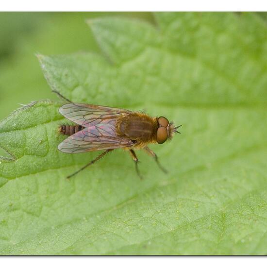 Thereva nobilitata: Tier im Habitat Gartenkultur in der NatureSpots App