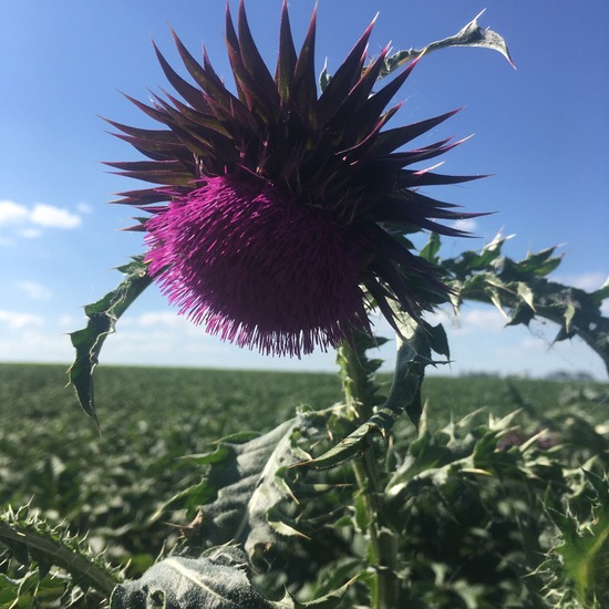 Nickende Distel: Pflanze im Habitat Ackerrandstreifen in der NatureSpots App