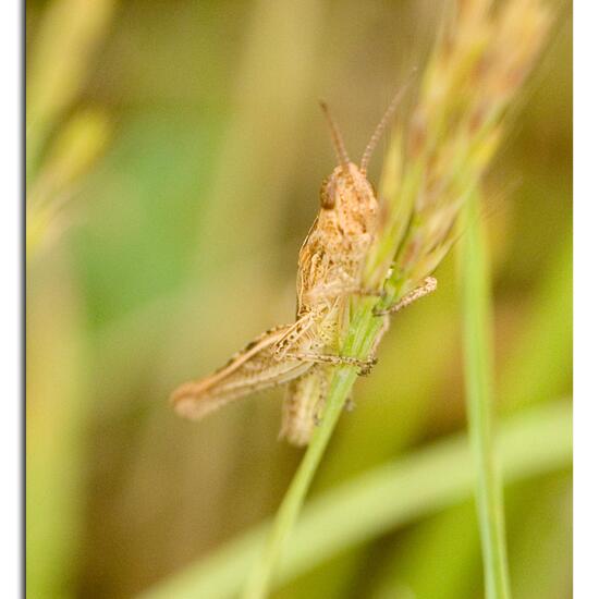 Bow-winged grasshopper: Animal in habitat Garden agriculture in the NatureSpots App