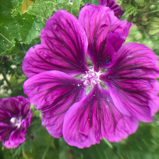 Malva: Plant in habitat Garden in the NatureSpots App