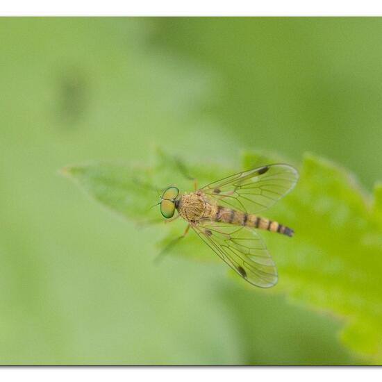 Chrysopilus asiliformis: Animal in habitat Garden agriculture in the NatureSpots App