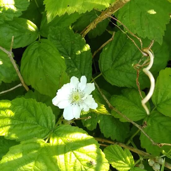 Rubus caesius: Plant in habitat Temperate forest in the NatureSpots App