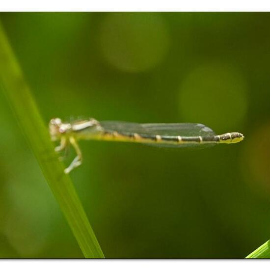 Gabel-Azurjungfer: Tier im Habitat Ackerrandstreifen in der NatureSpots App