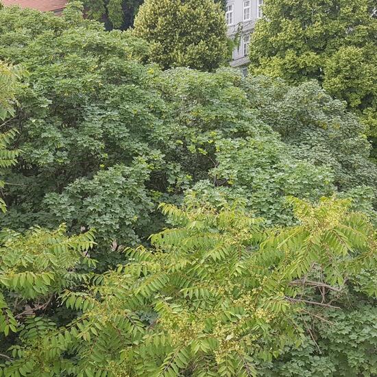 Ailanthus altissima: Plant in habitat Backyard in the NatureSpots App