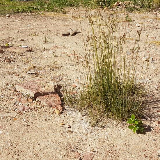 Knäuelgräser: Pflanze im Habitat Brache in der NatureSpots App