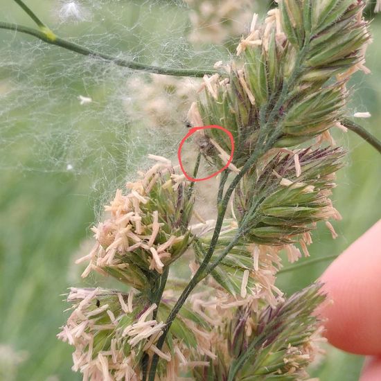 Webspinnen: Tier im Habitat Ackerrandstreifen in der NatureSpots App