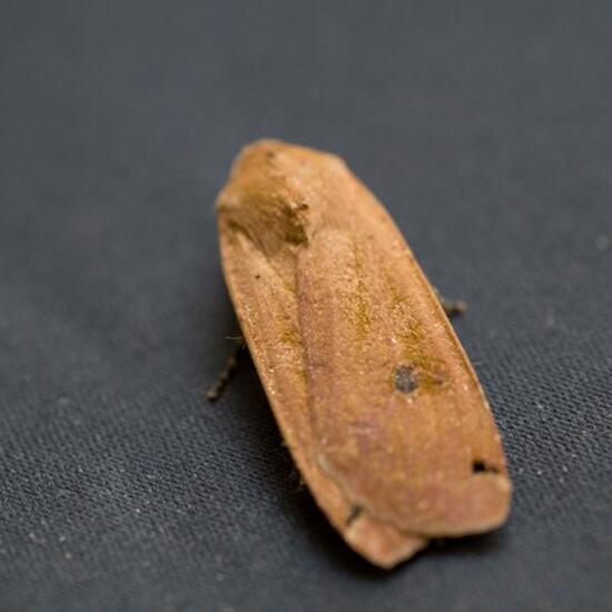 Large Yellow Underwing: Animal in habitat Garden in the NatureSpots App