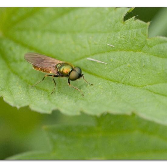 Chloromyia formosa: Animal in habitat Garden agriculture in the NatureSpots App