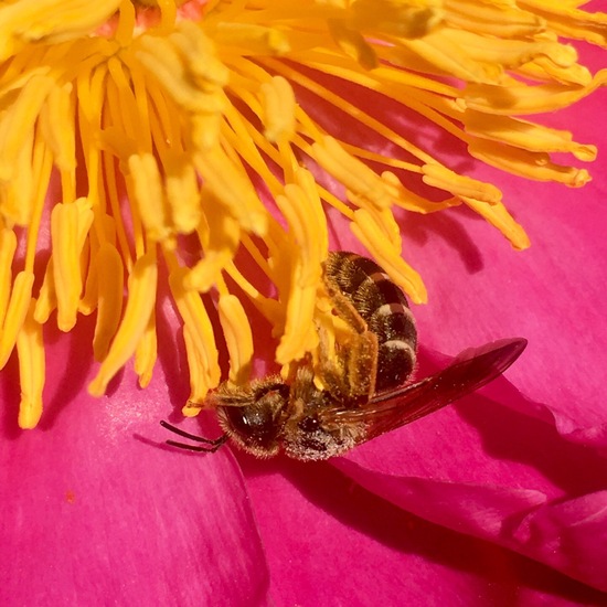 Echte Bienen: Tier im Habitat Garten in der NatureSpots App