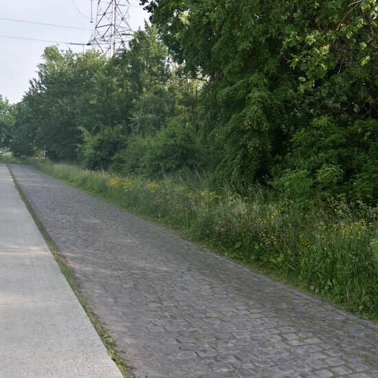 Landschaft: Stadt und Garten im Habitat Strasse/Verkehr in der NatureSpots App