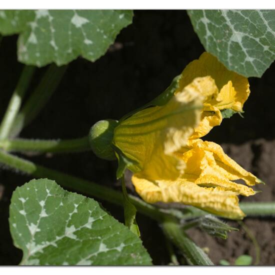 Cucurbita moschata: Plant in habitat Garden agriculture in the NatureSpots App