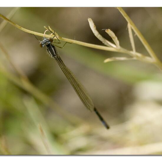 Blue-tailed damselfly: Animal in habitat Buffer strip in the NatureSpots App