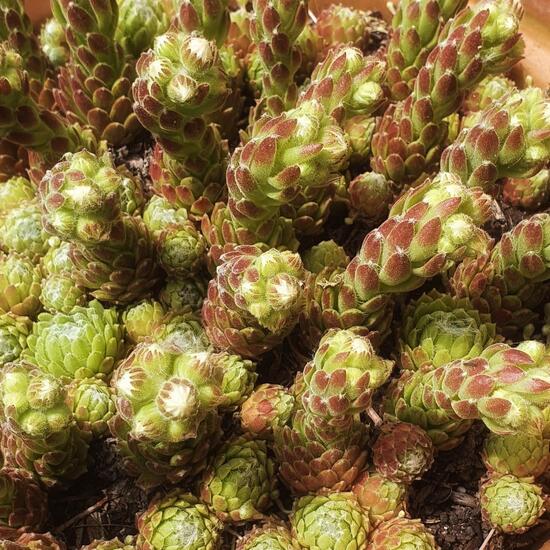 Sempervivum tectorum: Plant in nature in the NatureSpots App