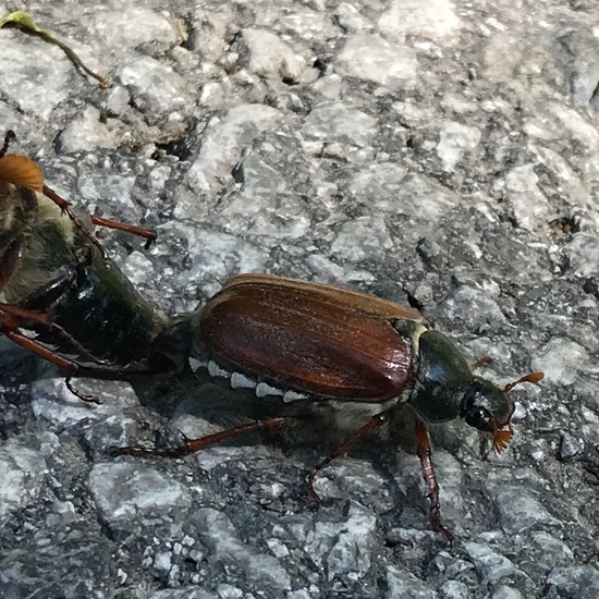 Feldmaikäfer: Tier im Habitat Wald der gemäßigten Breiten in der NatureSpots App