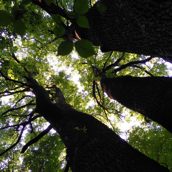 Eichen: Pflanze im Habitat Wald der gemäßigten Breiten in der NatureSpots App