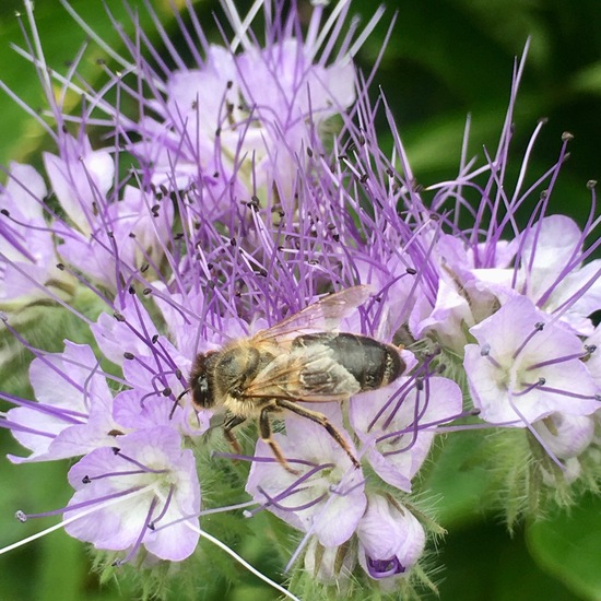 Phacelia tanacetifolia: Plant in habitat Garden in the NatureSpots App