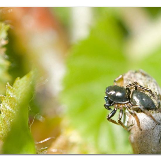 Heliophanus cupreus: Tier im Habitat Garten in der NatureSpots App