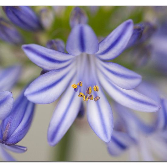 Agapanthus: Plant in habitat Garden in the NatureSpots App