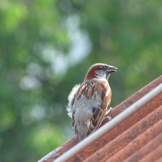 House Sparrow: Animal in habitat Sub-urbia in the NatureSpots App