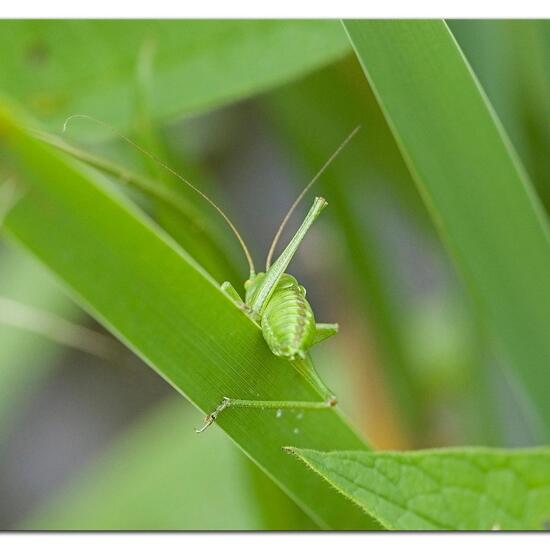 Tettigonia viridissima: Animal in habitat Semi-natural grassland in the NatureSpots App