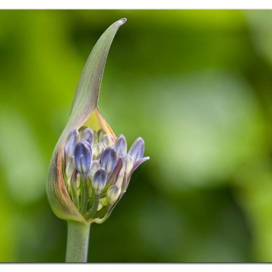 Schmucklilien: Pflanze im Habitat Garten in der NatureSpots App