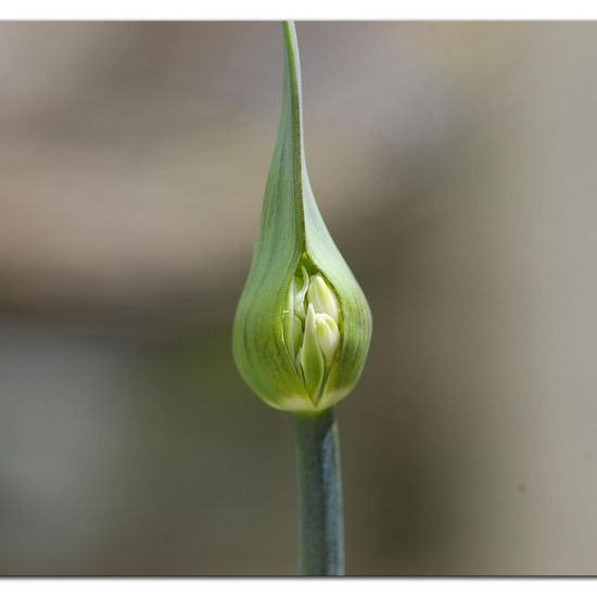 Schmucklilien: Pflanze im Habitat Garten in der NatureSpots App