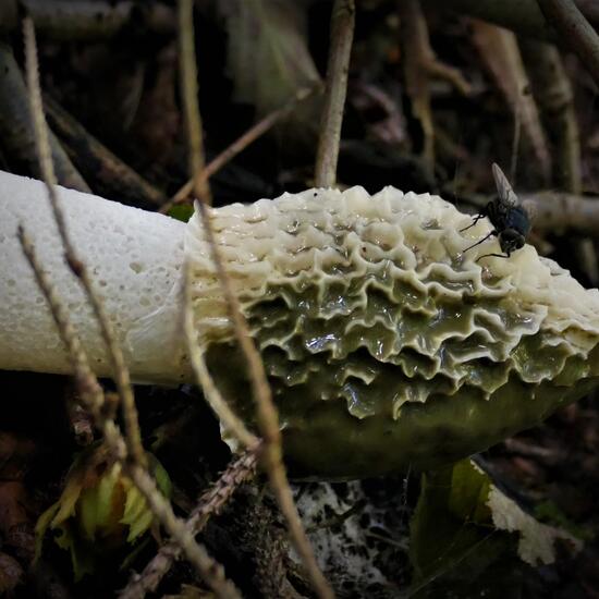 Phallus impudicus: Mushroom in habitat Temperate forest in the NatureSpots App