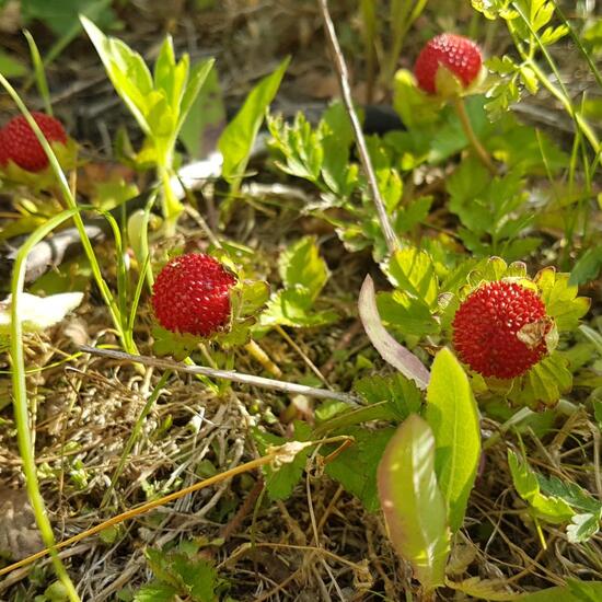 Scheinerdbeere: Pflanze im Habitat Brache in der NatureSpots App