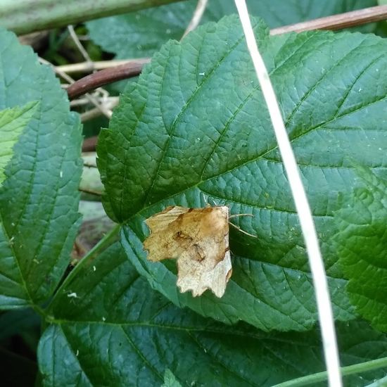 Selenia lunularia: Tier im Habitat Hecke/Blumenbeet in der NatureSpots App