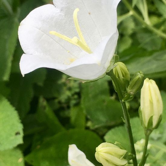 Campanula persicifolia: Plant in habitat Garden in the NatureSpots App