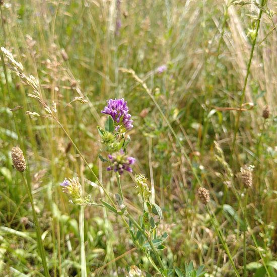 Medicago sativa: Plant in habitat Natural Meadow in the NatureSpots App