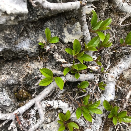 Rhamnus pumila: Plant in habitat Rock areas in the NatureSpots App